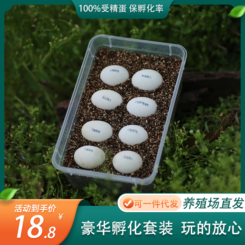 可孵化乌龟蛋DIY套装孵化乌龟蛋受精套装魔盒化器六一儿童节礼物