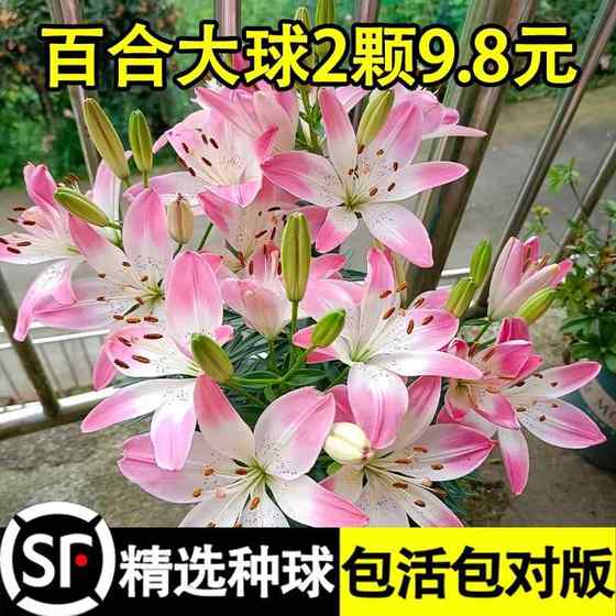 香水百合花种球重瓣大花可食用室内绿植种子盆栽阳台客厅好养植物