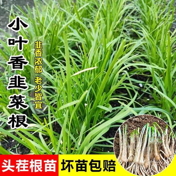 四季韭菜根苗香韭菜小叶韭菜根本地老品种细叶笨韭菜阳台室外地栽