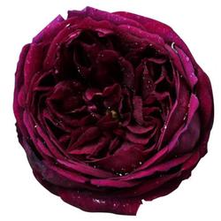Variety Rose Seedlings, Large Flowers, Strong Fragrance, Purple And Black Bun Rose Seedlings, Blooming In All Seasons, With Fruity Fragrance
