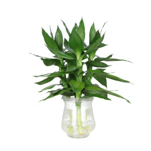 Guanyin bamboo rich bamboo hydraulic plant with root flowers green plants green spare indoor potted plant transport bamboo belt vase is easy to raise