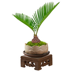 [Internet celebrity Zen hydroponics] Small potted iron tree shape