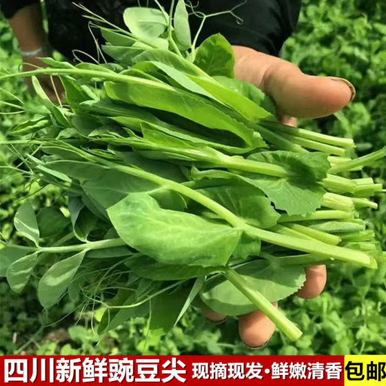 四川豌豆尖新鲜豌豆苗现摘嫩尖时令蔬菜龙须菜煮汤涮火锅清香细嫩