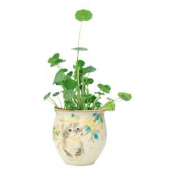 Copper coin grass is easy to raise hydroponic plants lazy potted plants