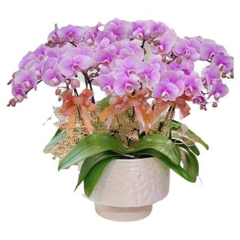 Ceramic simple Phalaenopsis cymbidium flower vessel