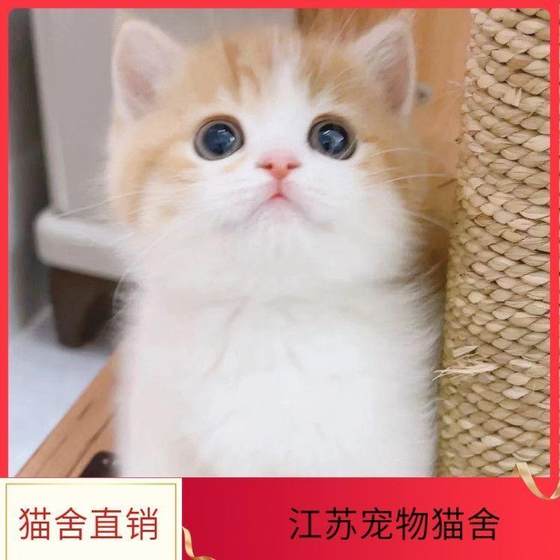 中华田园猫猫咪活物橘白猫狸花猫英短猫幼猫可爱猫咪幼猫活体小猫