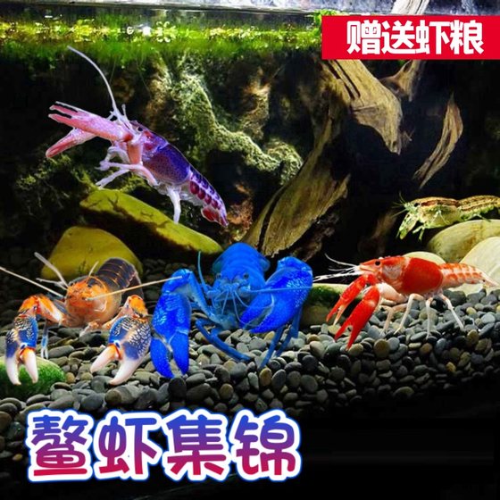 包邮天空蓝魔佛蓝鳌虾白橘螯虾龙纹观赏虾活体宠物淡水火山破坏者