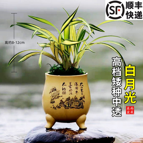 兰花苗 春兰矮种中透叶艺白月光 高档线艺草室内绿植花卉香水盆栽