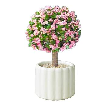 Lollipop shape golden branches and jade leaves are easy to grow in all seasons