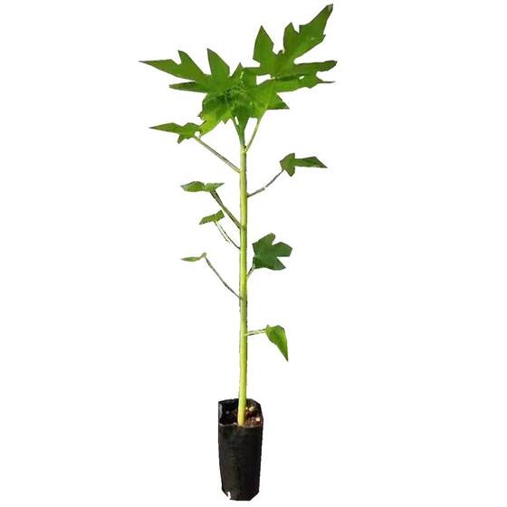 Passionate Fruit Seedlings Yunnan Colombia Passionate Fruit Seedlings Grafted Seedlings Pure Sweet Gold Passion Fruit Seedlings Passionate Fruit Seedlings