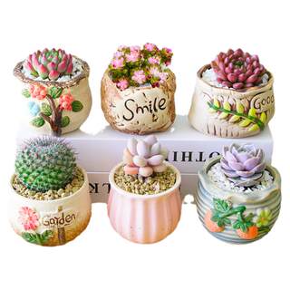 Indoor small potted succulents with ceramic pots