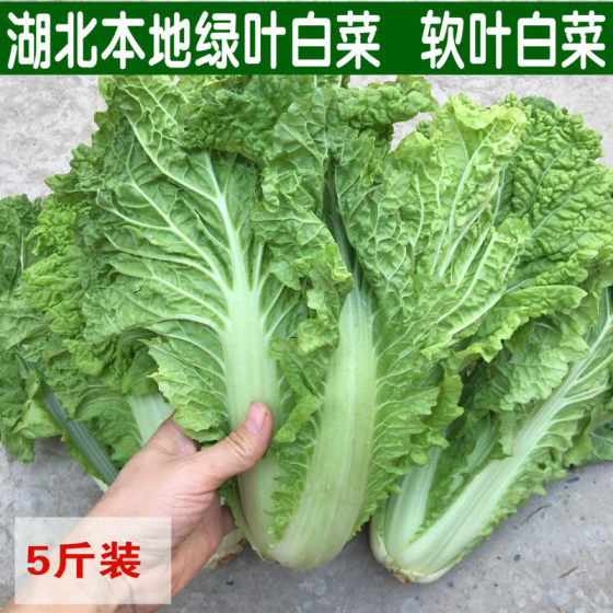 霜冻软叶白菜毛白菜新鲜本地青菜绿叶菜白菜新鲜软甜糯