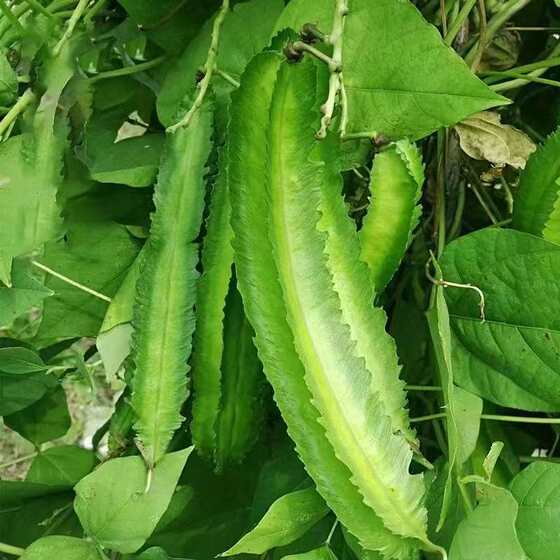 四棱豆种子四季食用菜种籽草种子3