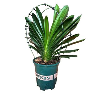 
2 Clivia special shaping correction fixed anti-length deviation adjustment leaf spacing correction flower stand
