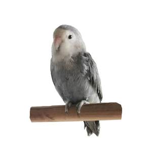 Limited hand -raising peony parrot Living birds High -purity Purple Birds, high -purity Purple Birds, can talk about pet loved ones, good feeding