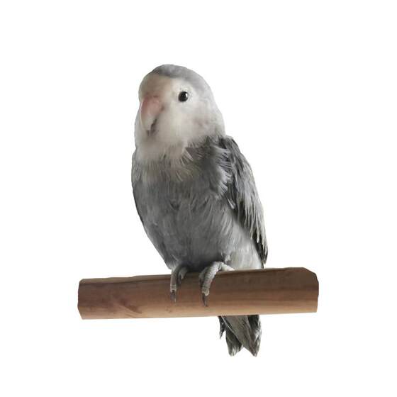 Limited hand -raising peony parrot Living birds High -purity Purple Birds, high -purity Purple Birds, can talk about pet loved ones, good feeding