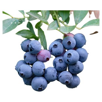 Blueberry seedlings can bear fruit in the original pot and ship in the original soil.