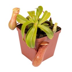 Bloody Mary Ruby Scarlet Cage Similar Plant