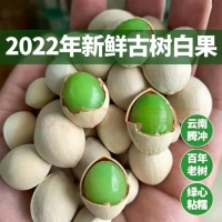 Белые фрукты свежие фрукты гинкго 2022 Новые товары Юннан Тенгчонг Деревня Гинкго Древнее дерево