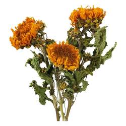 Sunflower home decoration retro style real flowers air-dried