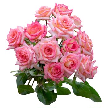 The base’s self-produced rose seedlings have sold a total of 300,000+