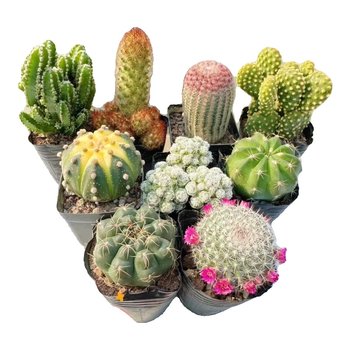 Succulent plants bloom indoors more than 1000 times