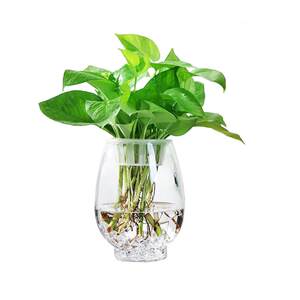 Creative Hydroponic Bottle Plant Transparent Glass Vase Flower Pot Poor Powder Pot Basin Moisturizing Sweet Instrument Desktop Simple Water
