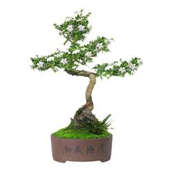 June Snow Shape Bonsai Desktop Flower Pot