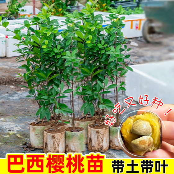 巴西樱桃树苗车厘子大樱桃苗树苗南北方种植庭院地栽盆栽带土带叶