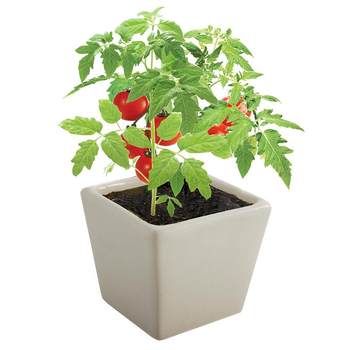 Four Seasons Small Tomato Seeds Millennium Cherry Tomato Dwarf Tomato Seedlings Potted Vegetable Seedlings and Fruit Seedlings