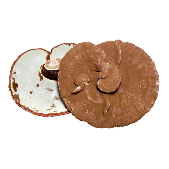 Large Red Ganoderma Lucidum from Changbai Mountains - Sliced and Powdered