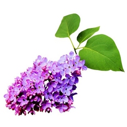 Lilac Saplings Indoor And Outdoor Courtyard Potted Ground Planting Strong-scented Plant Flowers North And South Four Seasons Planting Flower Saplings