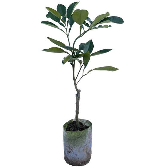 
Guangxi pomelo saplings are authentically grafted and pure Tianrong County Shatian pomelo Guiyou No. 1 Yuhuan Wendan seedlings are planted in the south.