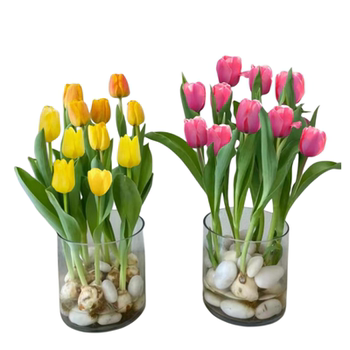10 large tulip bulbs bloom in four seasons in hydroponics