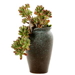 Polychide pot special offer clear warehouse free shipping meat plant size Creative and simple balcony set combination combination ceramic basin