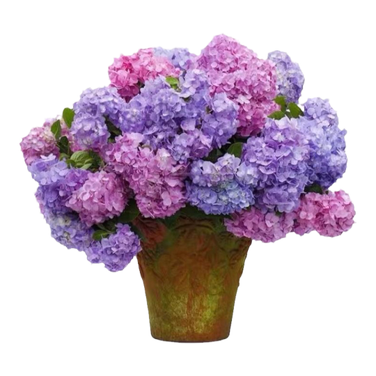 Yizhonghua Endless Summer アジサイ苗 - 八重咲き、大輪の花
