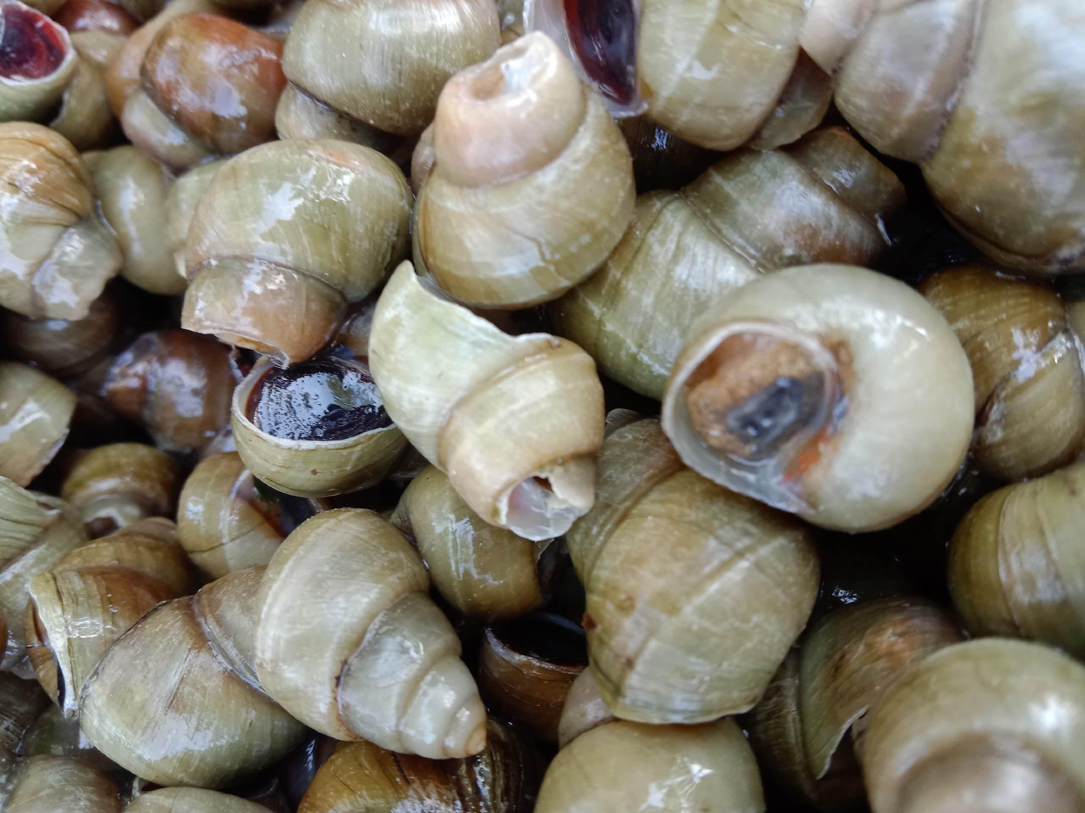 5斤清水田螺鲜活体包活的剪尾新鲜螺蛳无沙石螺丝肉商用
