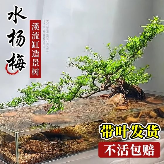 耐造水杨梅水培盆栽鱼缸水杨柳易活水培鱼缸绿植造景老桩净化水质