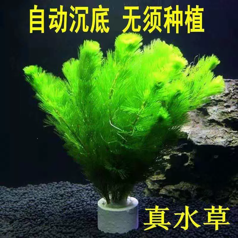 鱼缸里的绿植水养深绿色大宝塔草懒人阴性植物