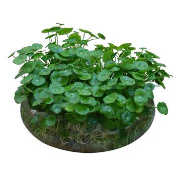 Hydroponic green plant Copperwort with leaves is easy to grow