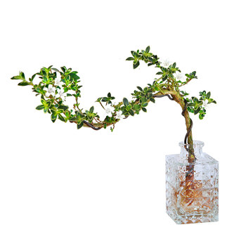 June snow potted plant hydroponic cliff shape bonsai office table placed easy to grow leaf viewing plant tea table water flower