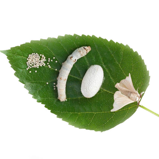 
Beijing city's fresh and tender mulberry leaves, natural living colorful baby silkworms, student silkworm eggs, sericulture set, mulberry leaves