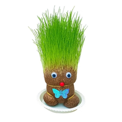 Grass-head flowering doll plant germinates in three days and is cute