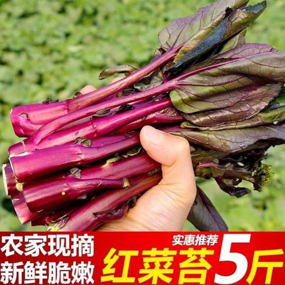 现摘湖北农家自种红菜苔打霜新鲜紫菜苔红油菜苔时令蔬菜整箱包邮