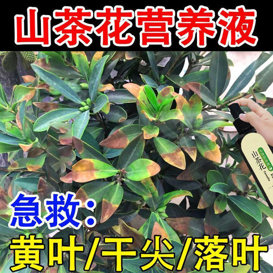 山茶花营养液防黄叶干尖掉花苞催花促花免稀释专用叶面肥