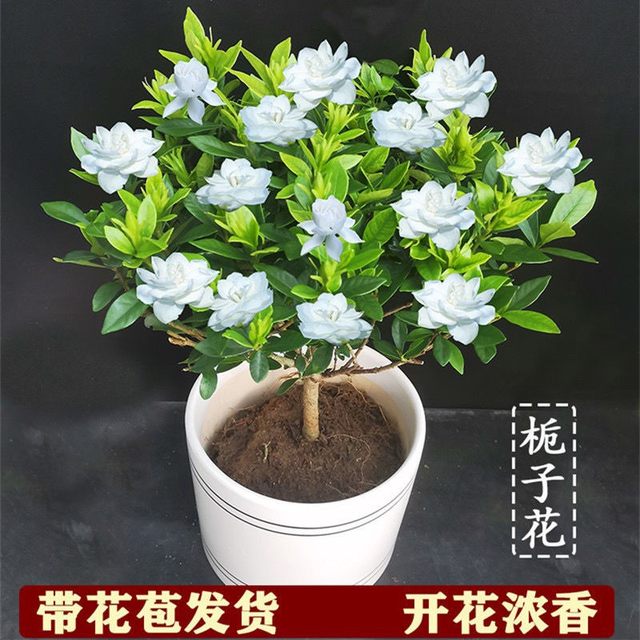 栀枝花雀舌栀子花盆栽独杆带花苞浓香型花卉盆栽易活四季花卉大全