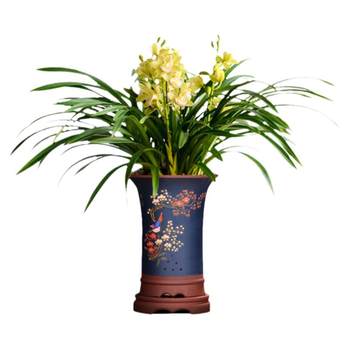 Wengyuan orchid seedlings are easy to grow indoor green plants and flower pots
