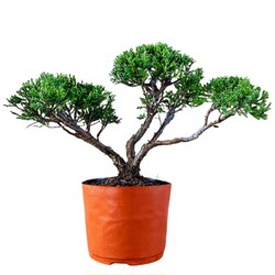 One thing, one photo, Jeju cypress bonsai old pile is easy to maintain