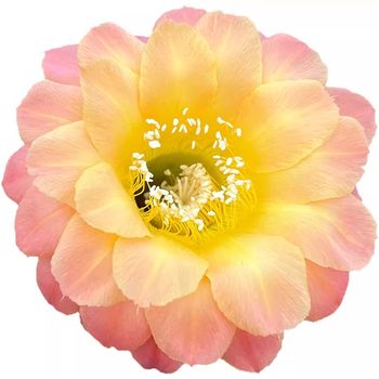 
Big flower and colorful grass blossoming cactus cactus meaty