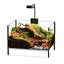 Qin desktop glass crab tank landscaping shipped in one package
